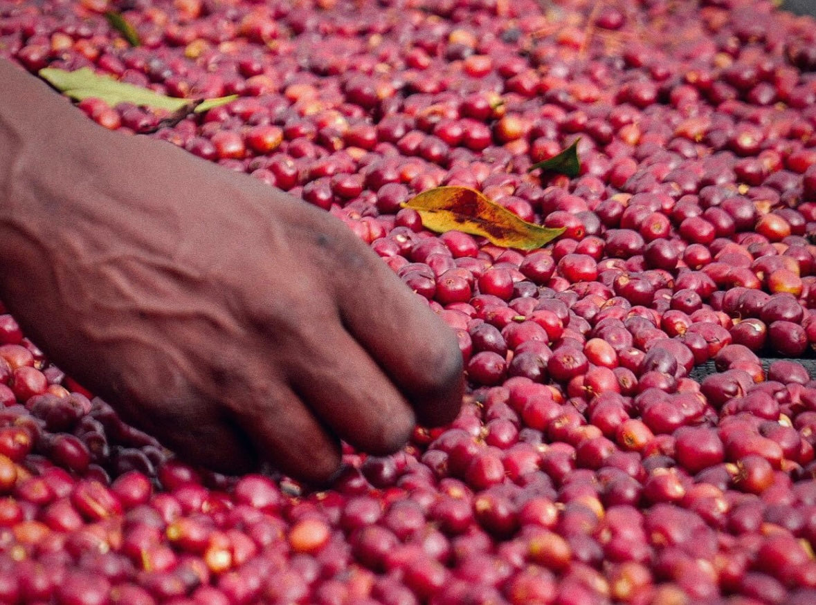 ETHIOPIA TAMIRU TADESSE "MURAGO" NATURAL エチオピア タミル・タデッセ ”ムラゴ” ナチュラル
