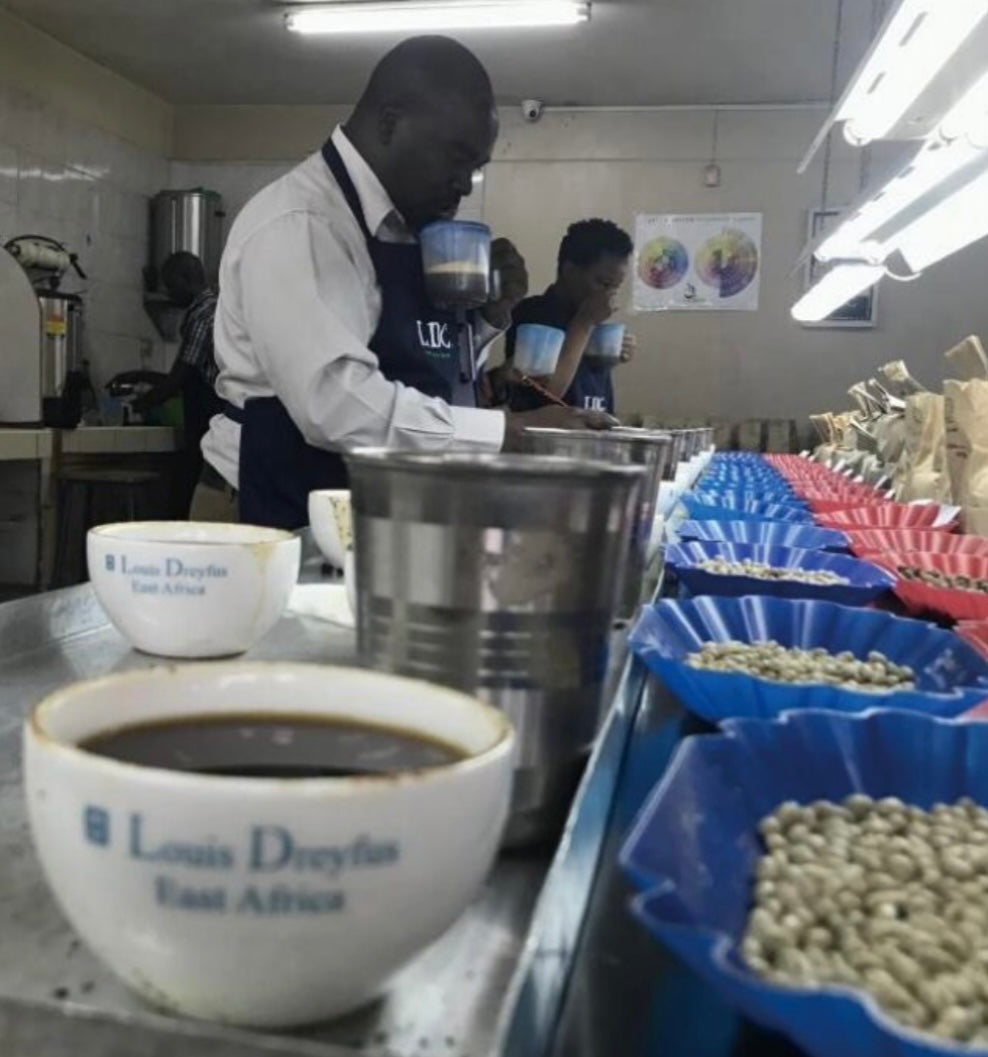 KENYA SAFARI WASHED  ケニア　サファリ　ウォッシュト