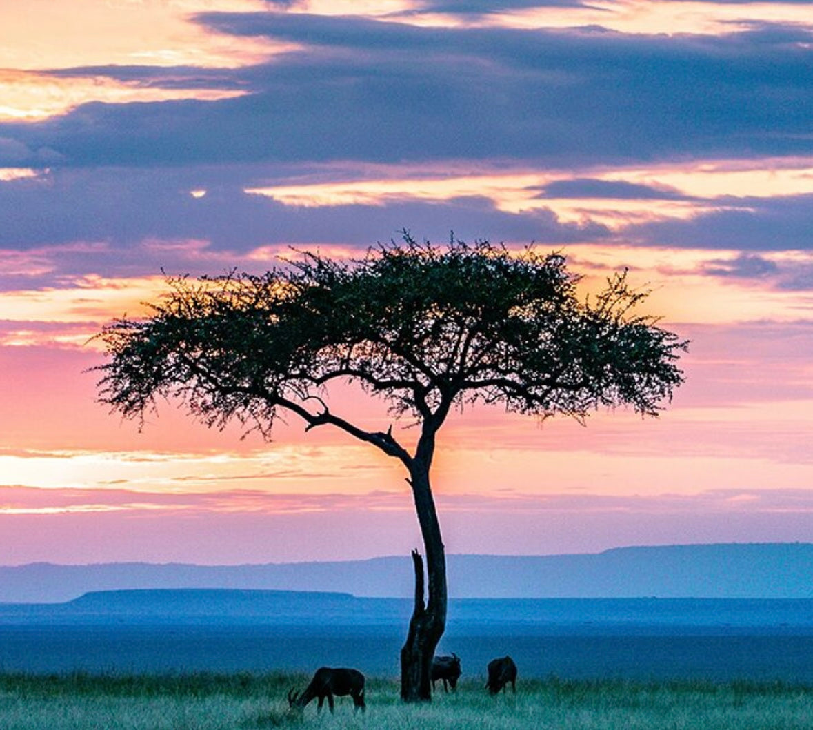 KENYA SAFARI WASHED  ケニア　サファリ　ウォッシュト